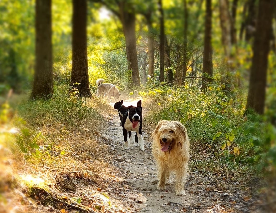 Hakunamatadog pension canine ,promenade collectif ,education , pension pour chien 1